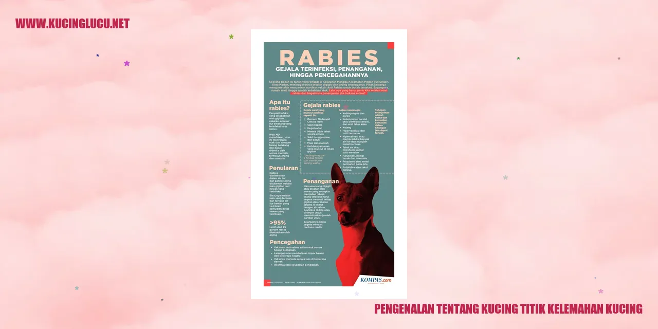 Kucing