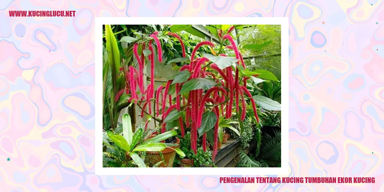 Kucing Tumbuhan Ekor Kucing