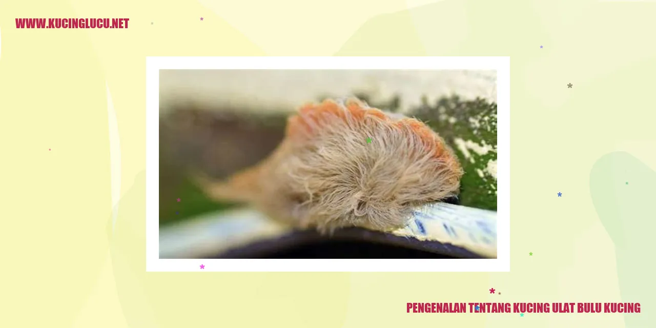Kucing Ulat Bulu Kucing