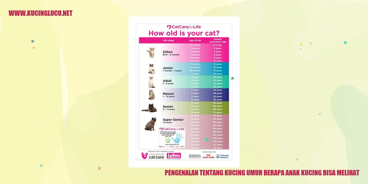 Anak kucing melihat