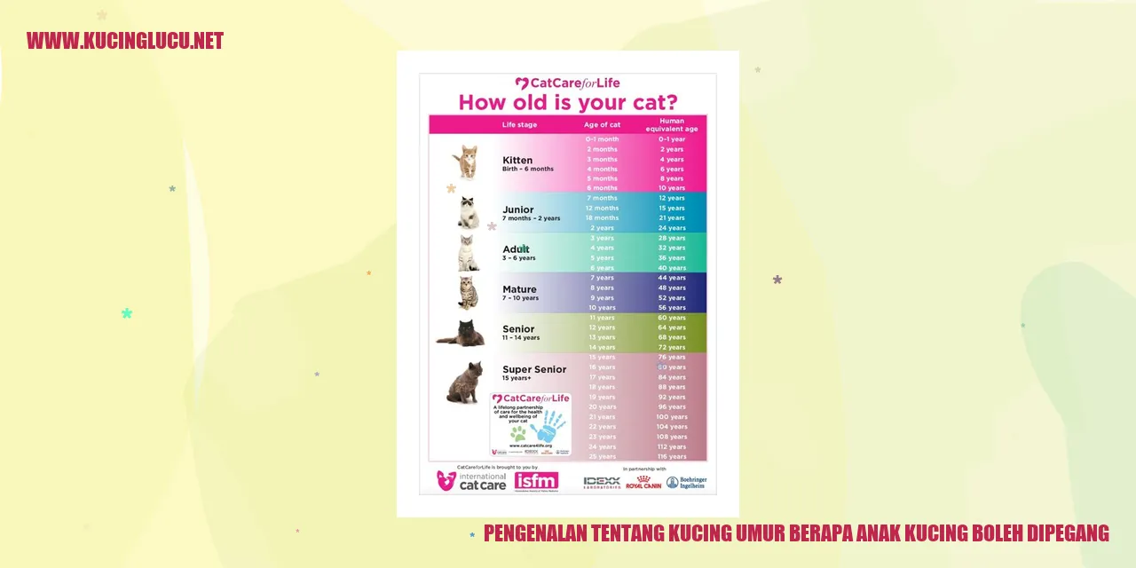 Gambar anak kucing