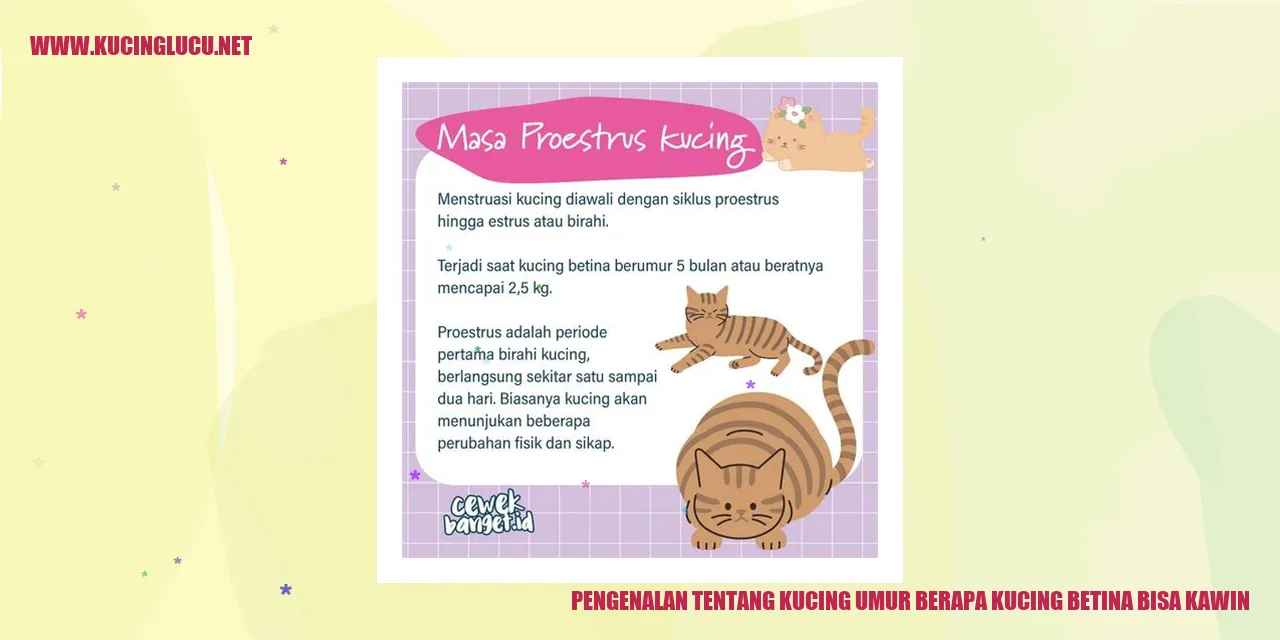 Gambar Kucing