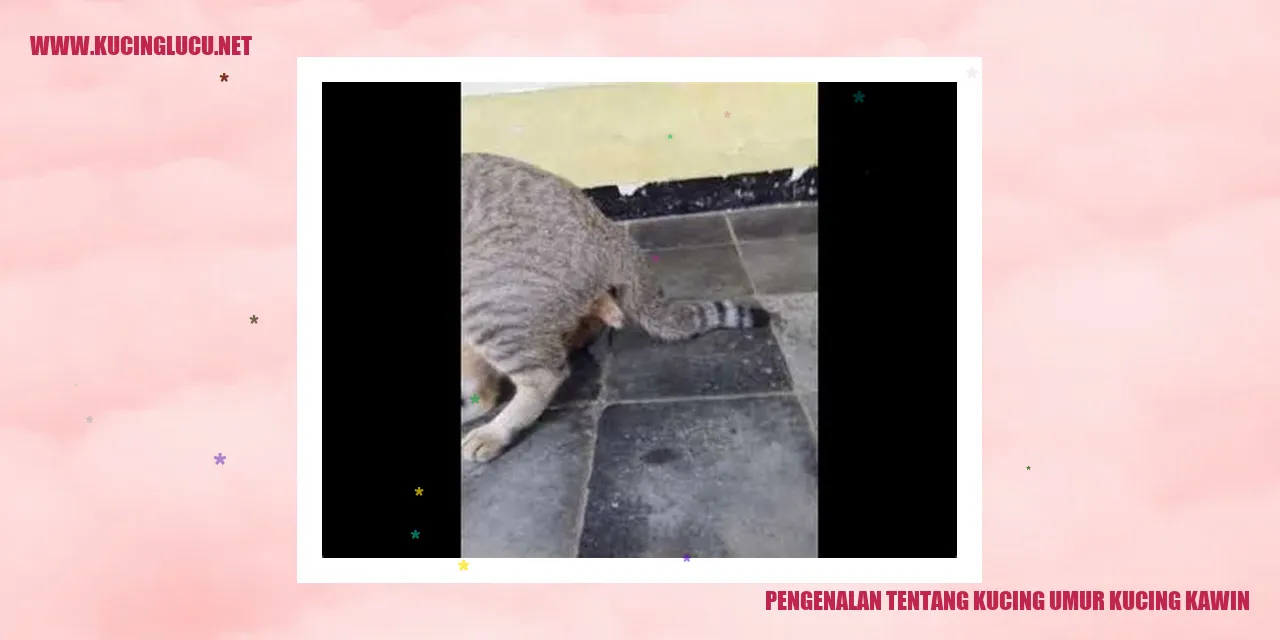Gambar kucing yang menggemaskan