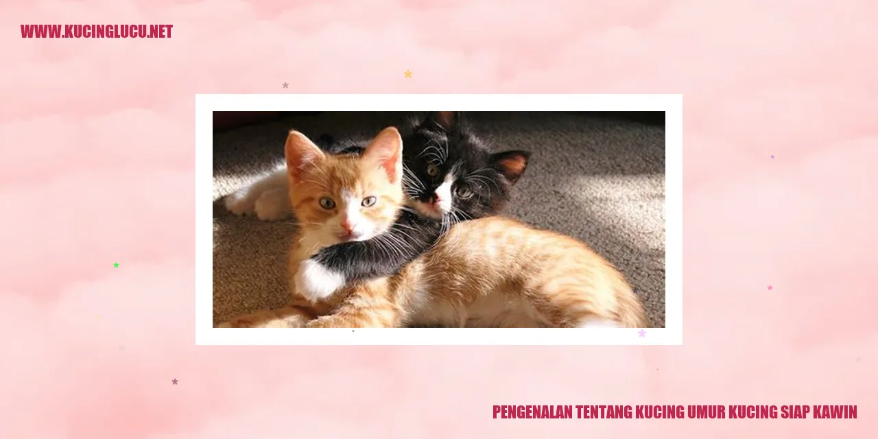 Gambar Kucing Siap Kawin