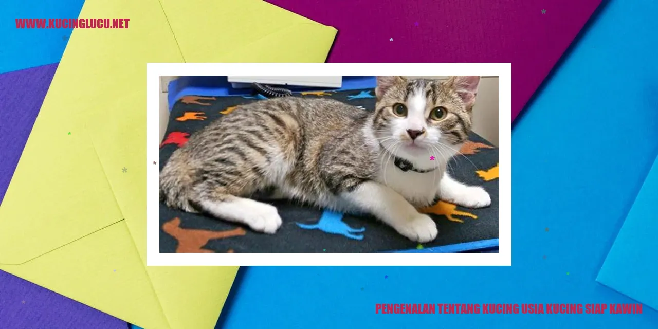 Kucing siap kawin