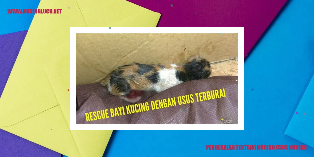 Gambar Kucing Usus Kucing