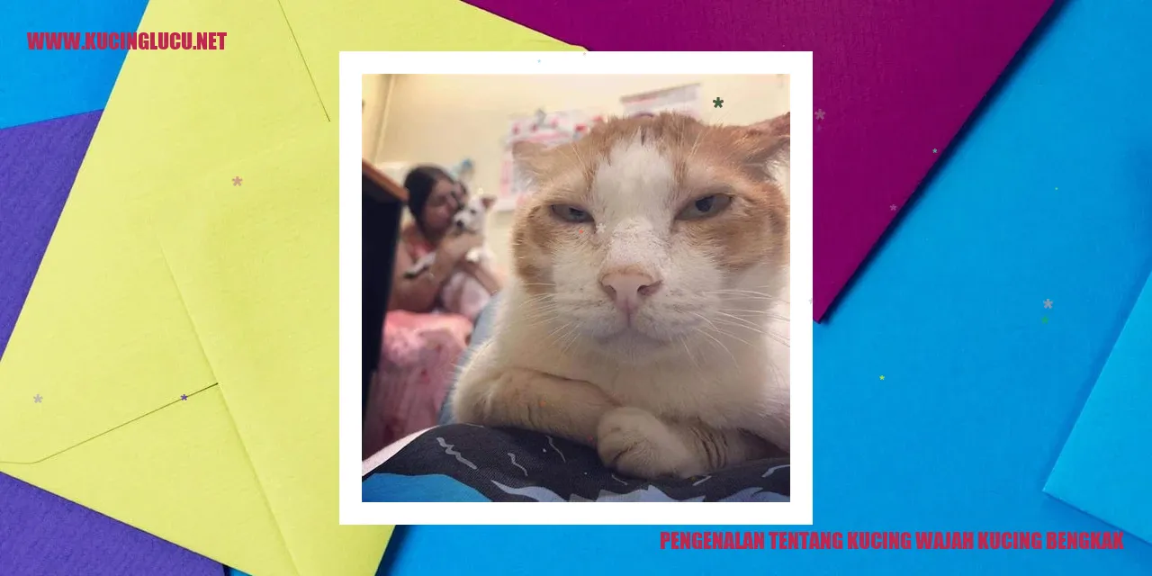 Gambar Kucing dengan Wajah Bengkak