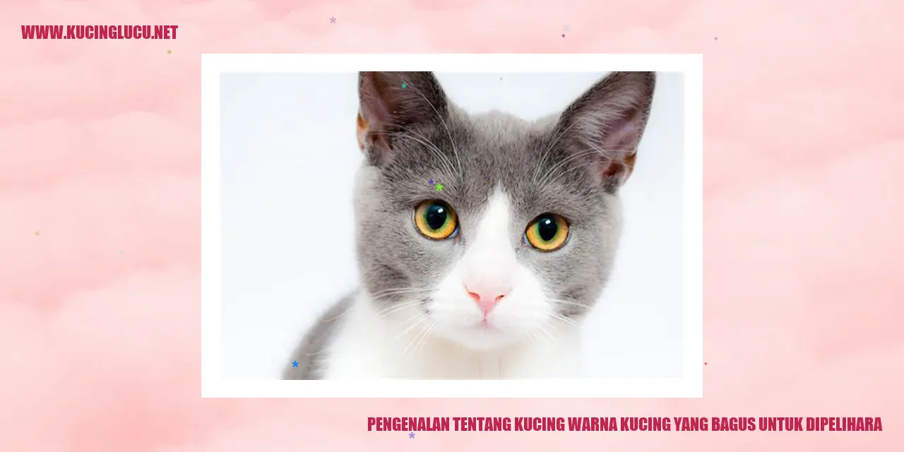 Gambar Kucing