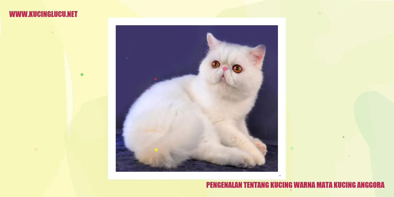 Kucing warna mata kucing anggora