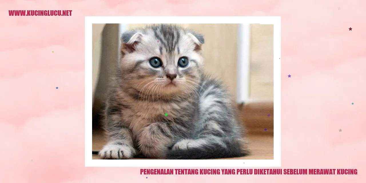 gambar kucing yang lucu