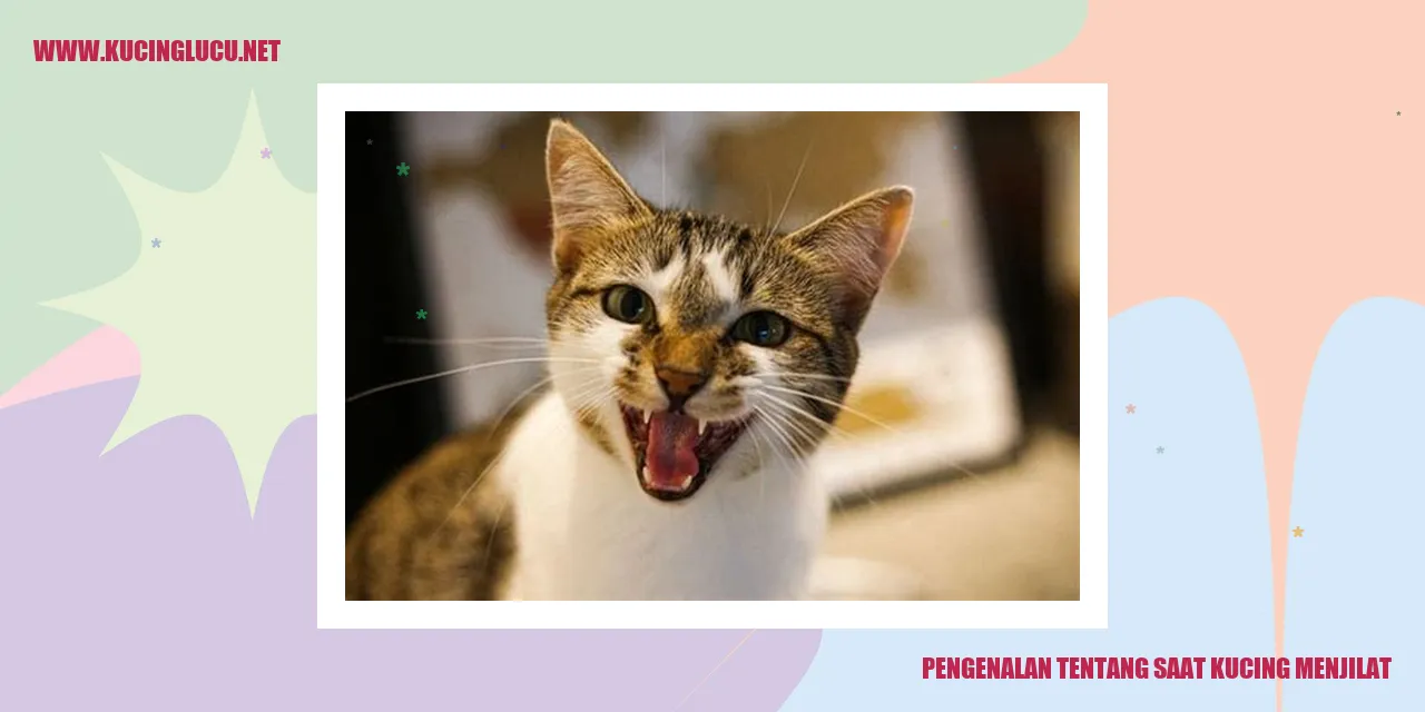 Perilaku menjilat Kucing