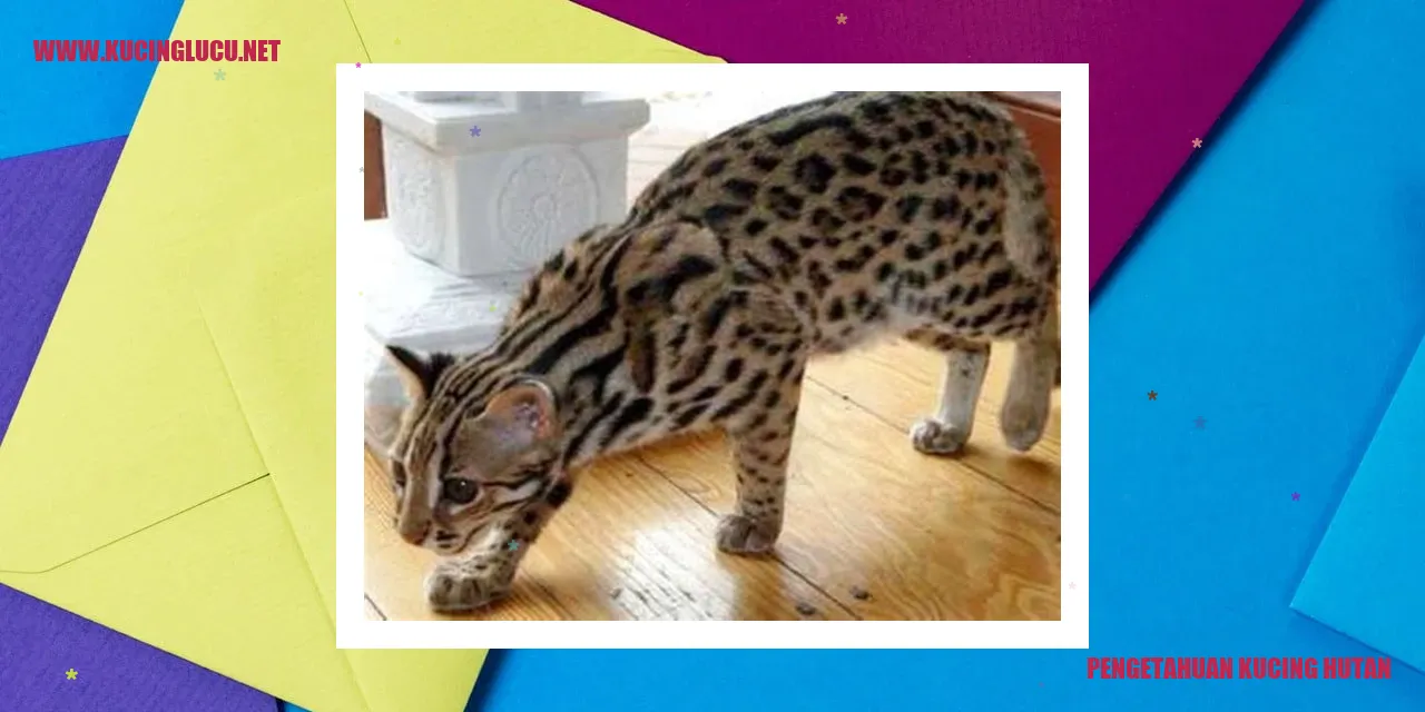 Gambar Kucing Hutan