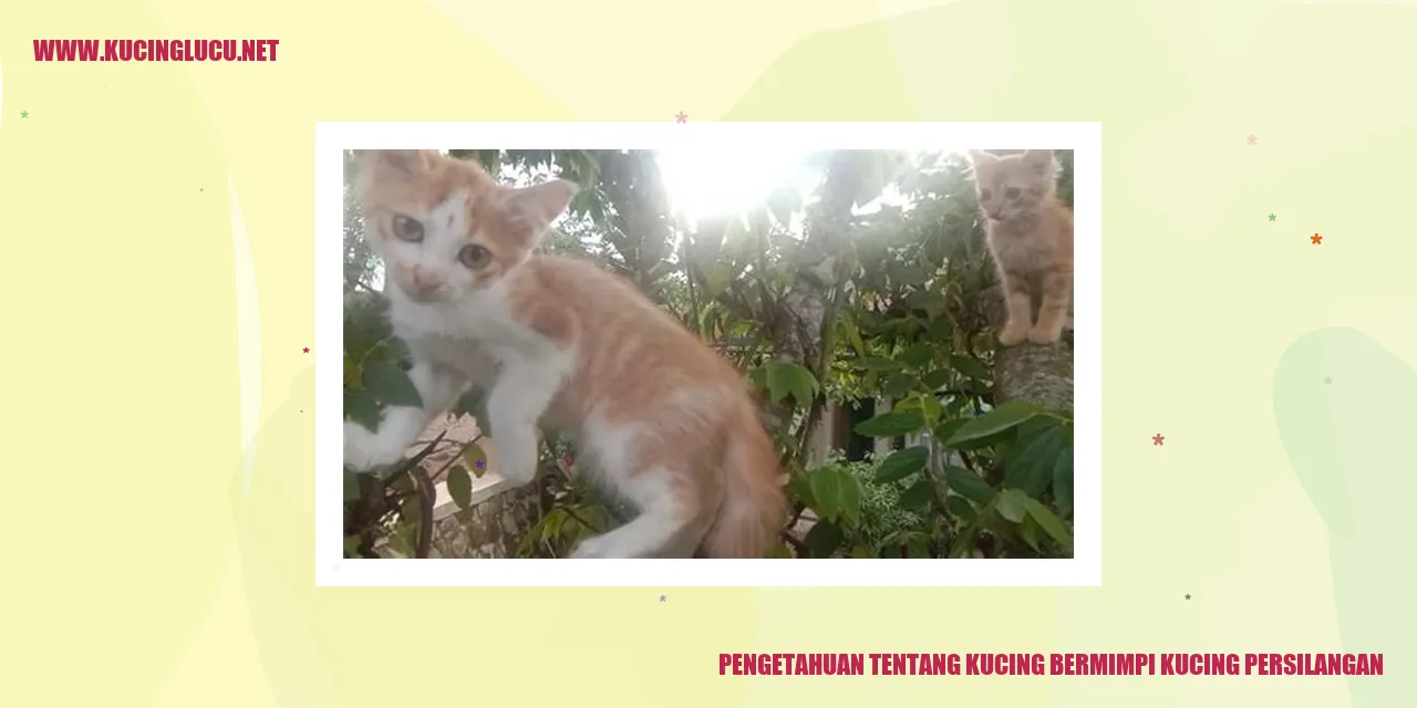 Gambar Kucing Bermimpi Persilangan Kucing