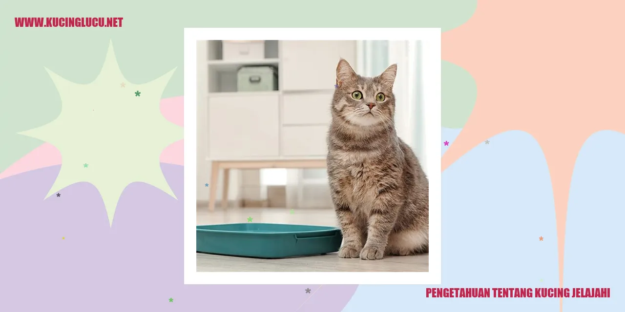 Gambar Kucing