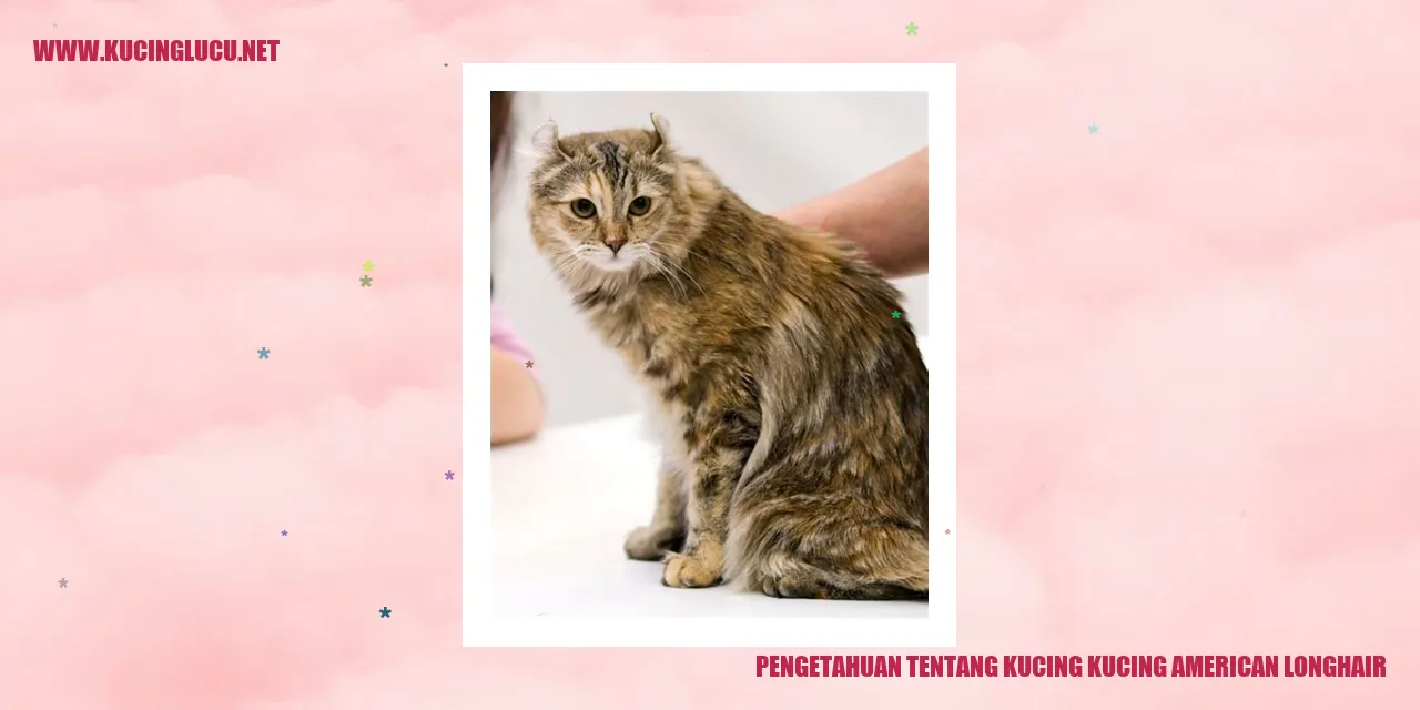 Gambar Kucing American Longhair