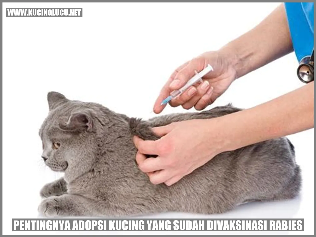 Gambar Kucing