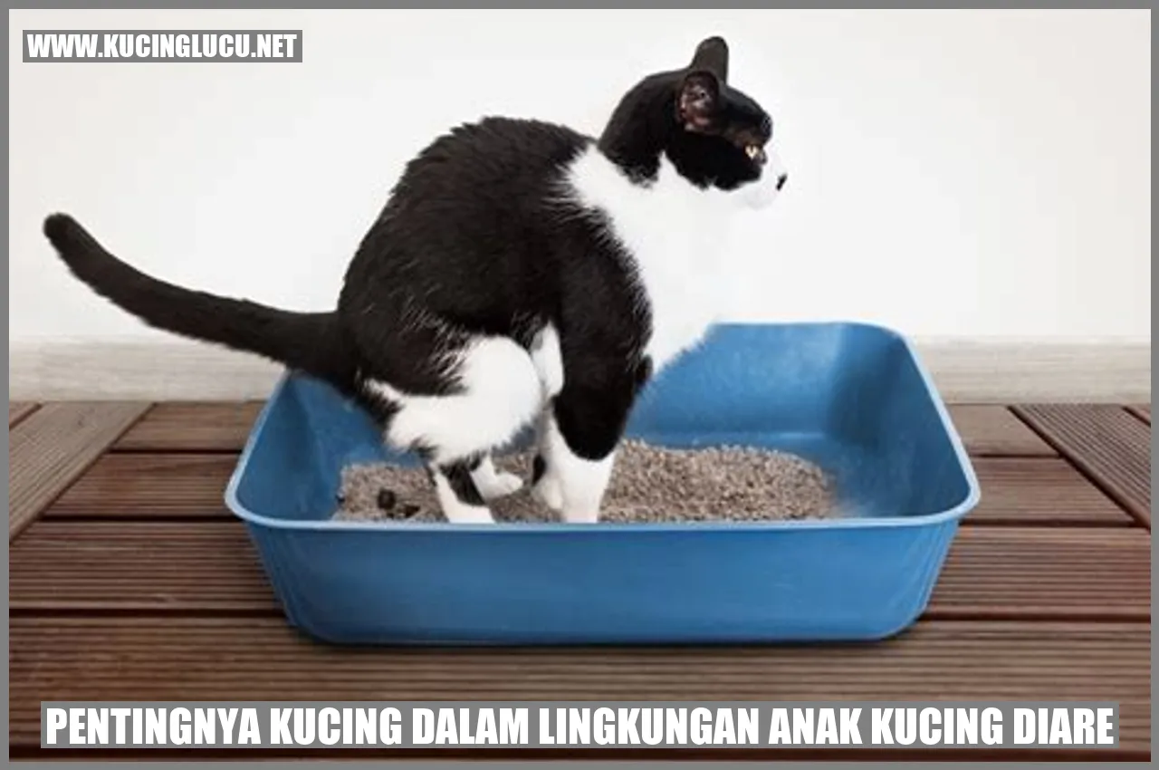 Gambar Anak kucing yang mengalami diare