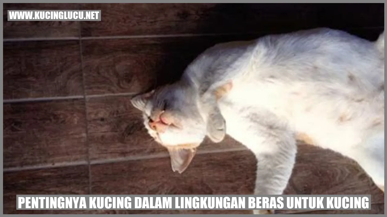 Gambar kucing