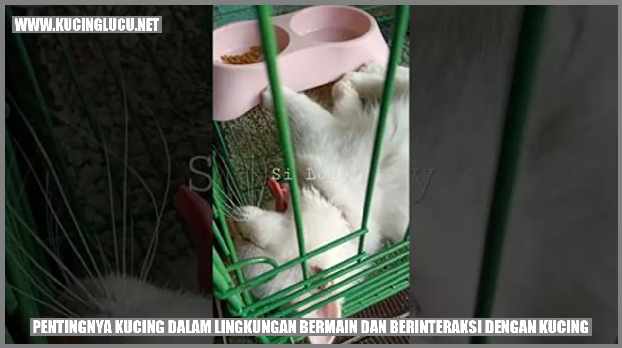 Gambar Kucing