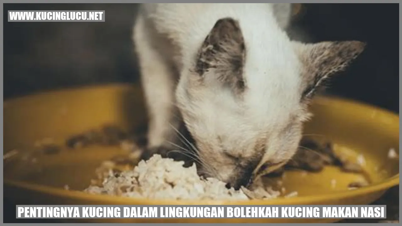 foto kucing