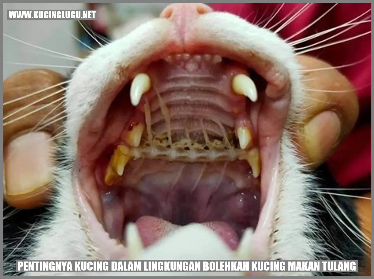 Gambar Kucing