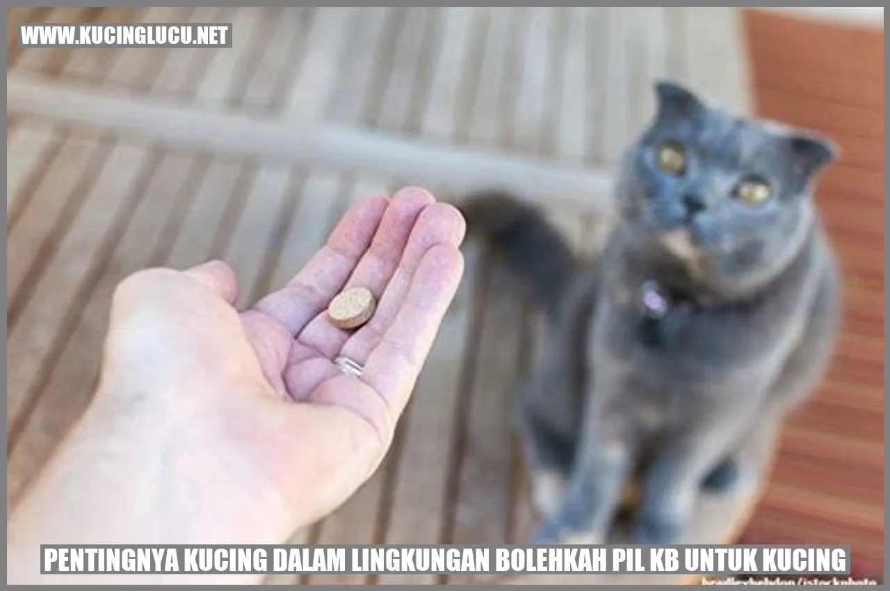 foto kucing