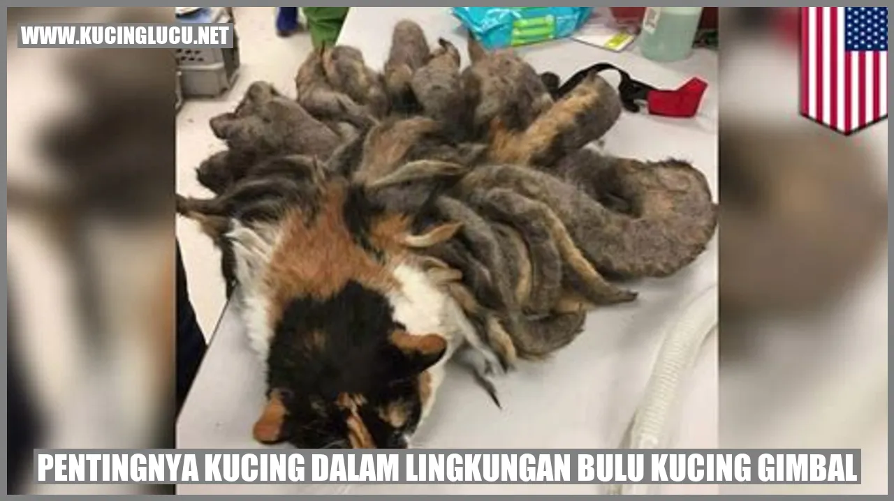 Kucing dalam Lingkungan Bulu Kucing Gimbal