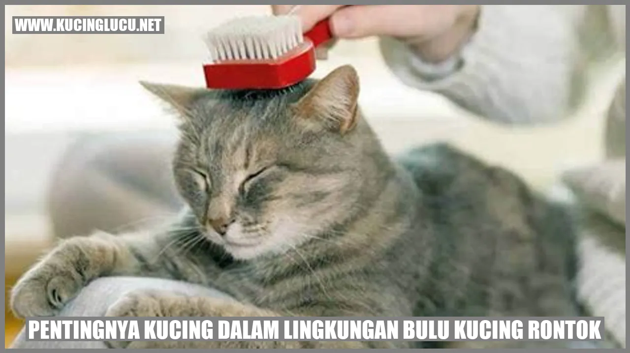 gambar kucing