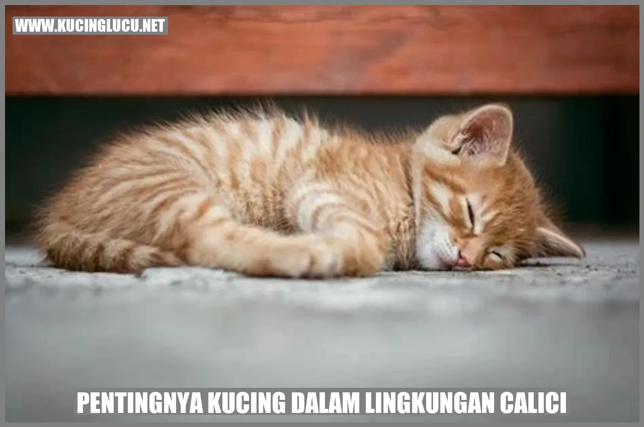 Gambar Kucing
