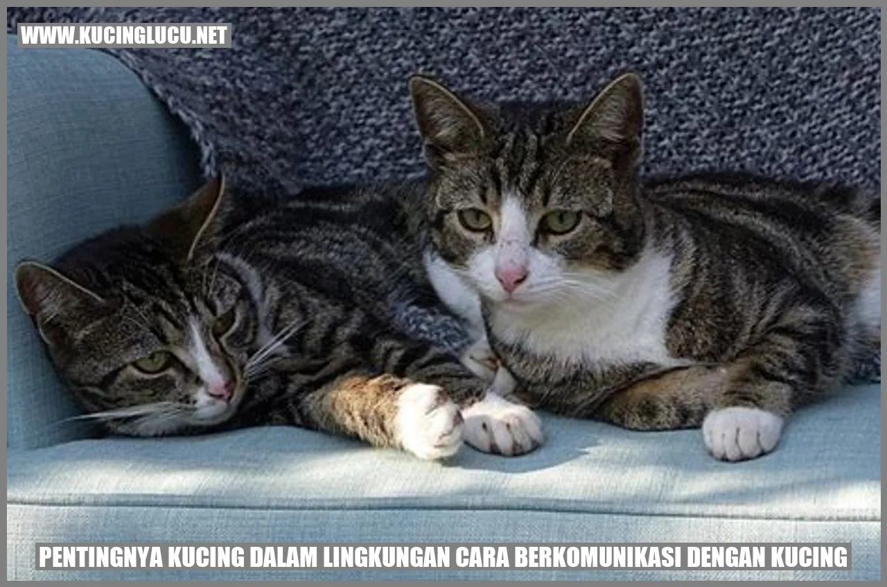 Gambar Kucing