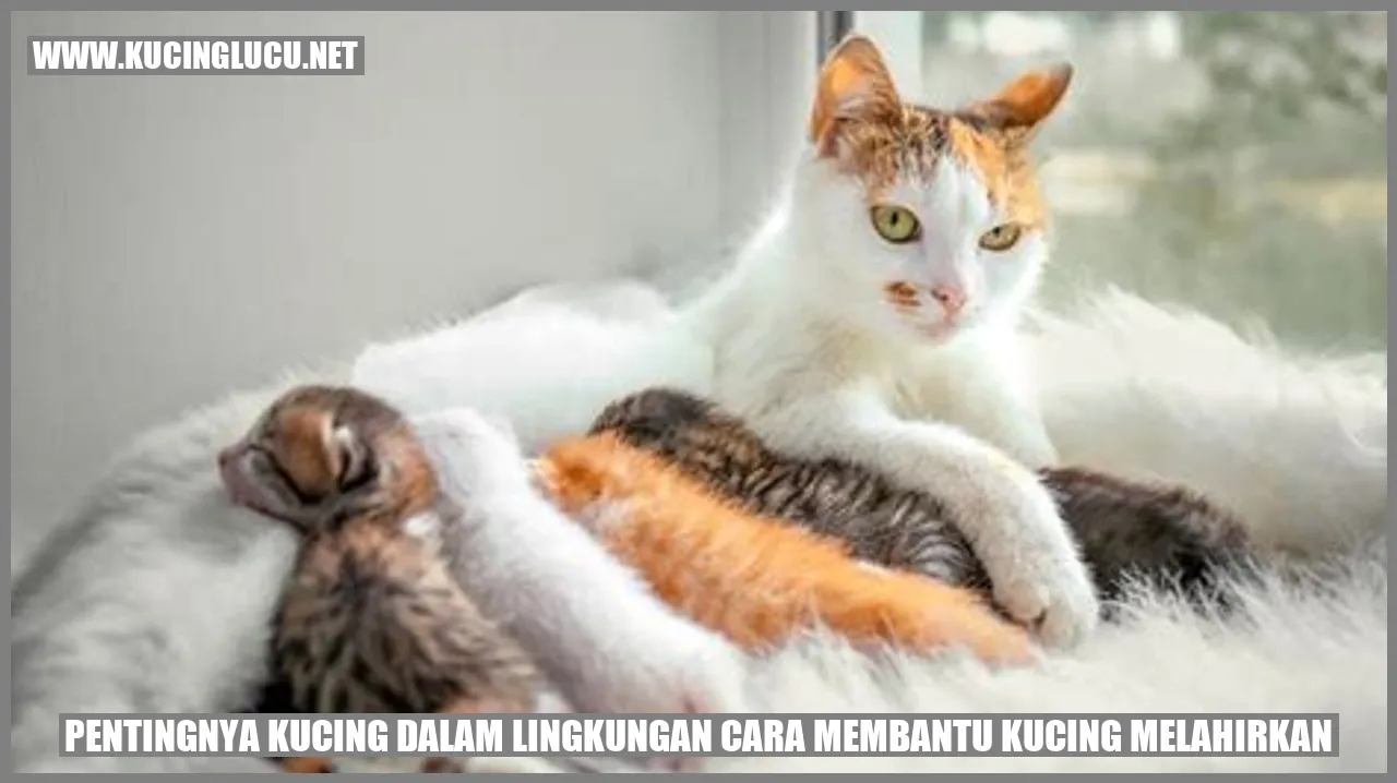 Gambar Kucing Melahirkan