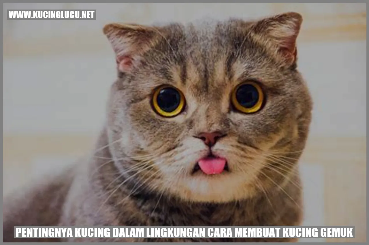 Gambar Kucing
