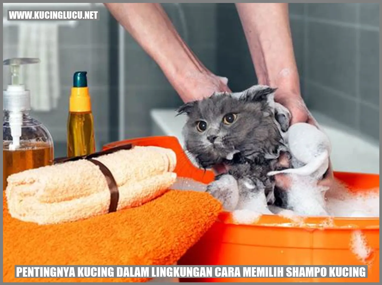 Gambar Kucing