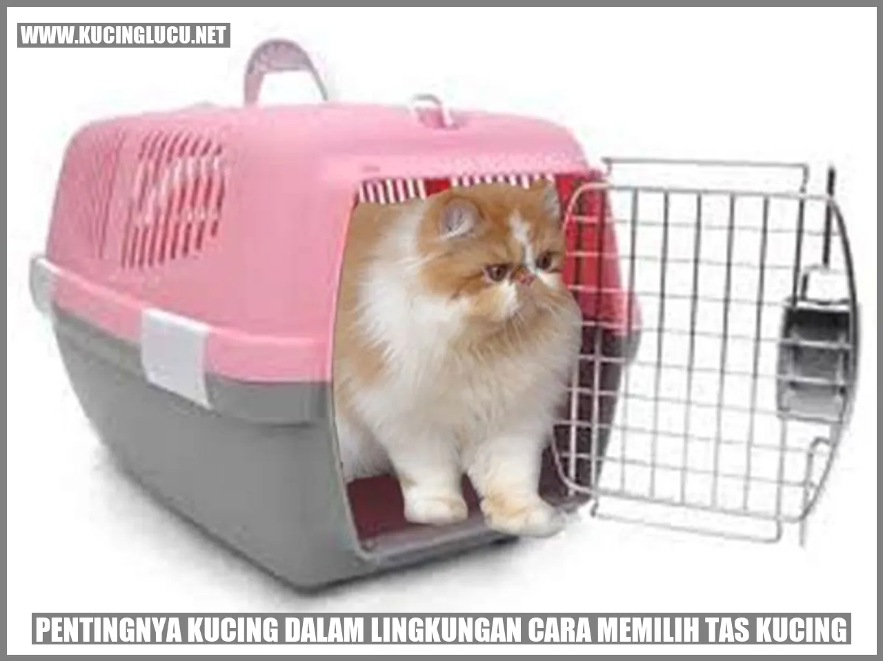 Pentingnya Kucing dalam Lingkungan cara memilih tas kucing