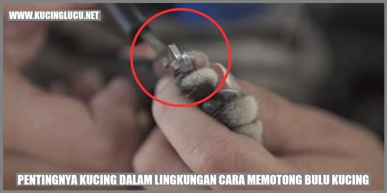 Kucing Lucu