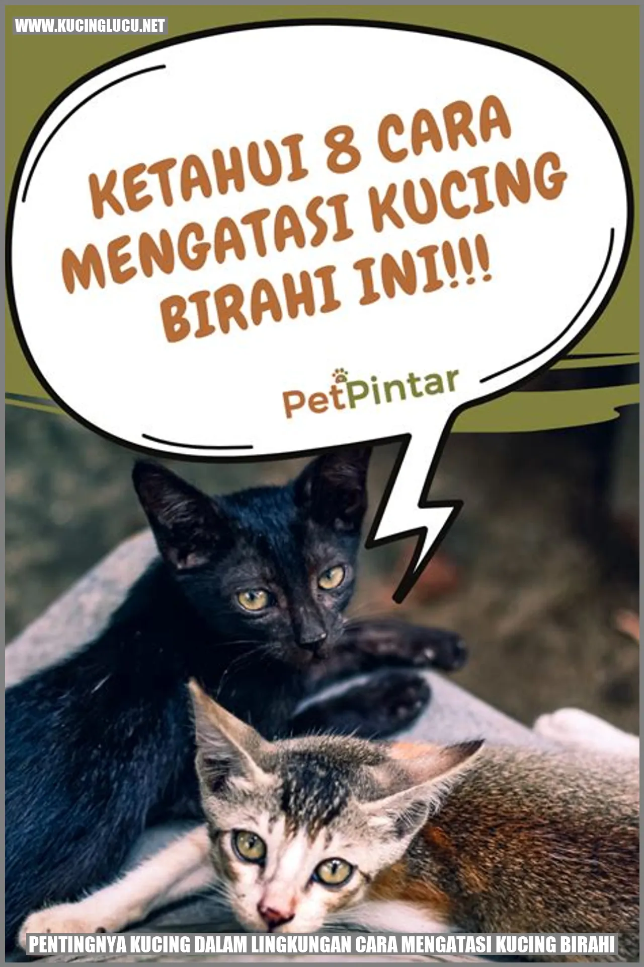 Kucing Birahi