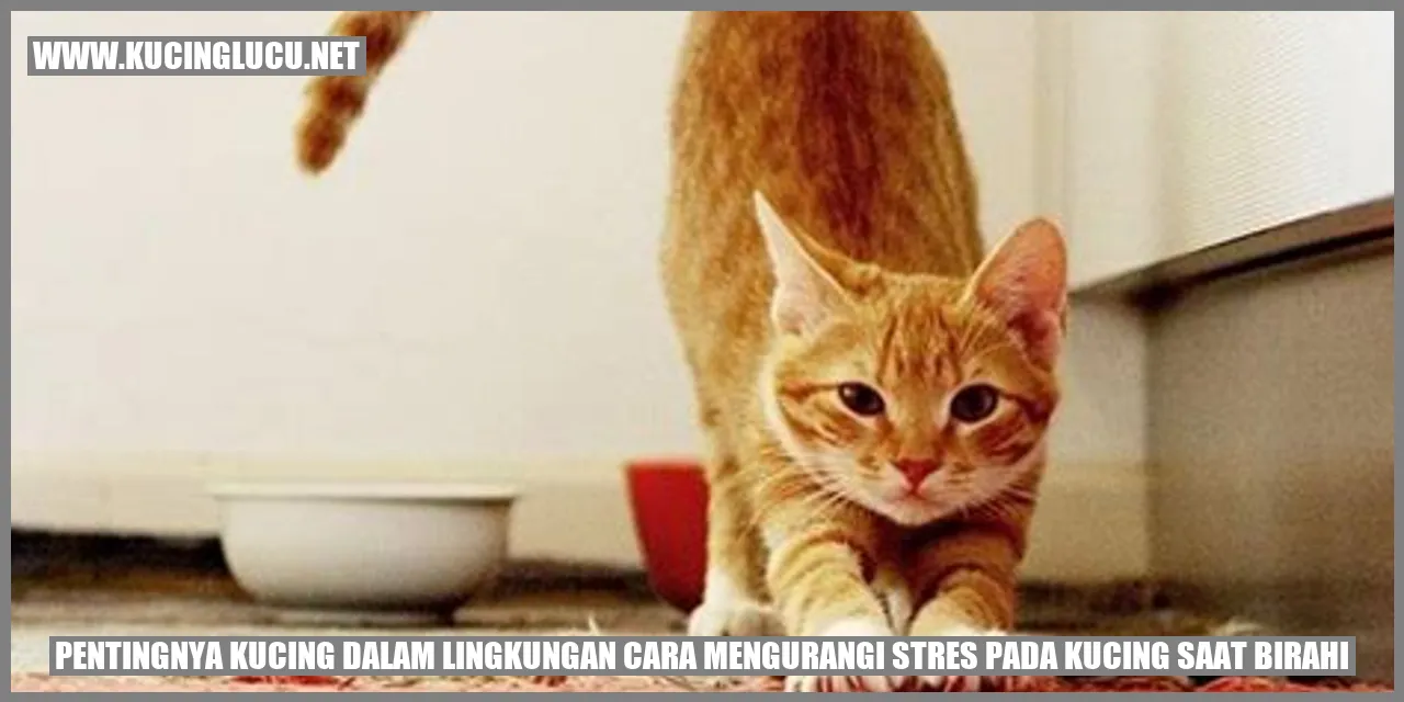 Gambar Kucing