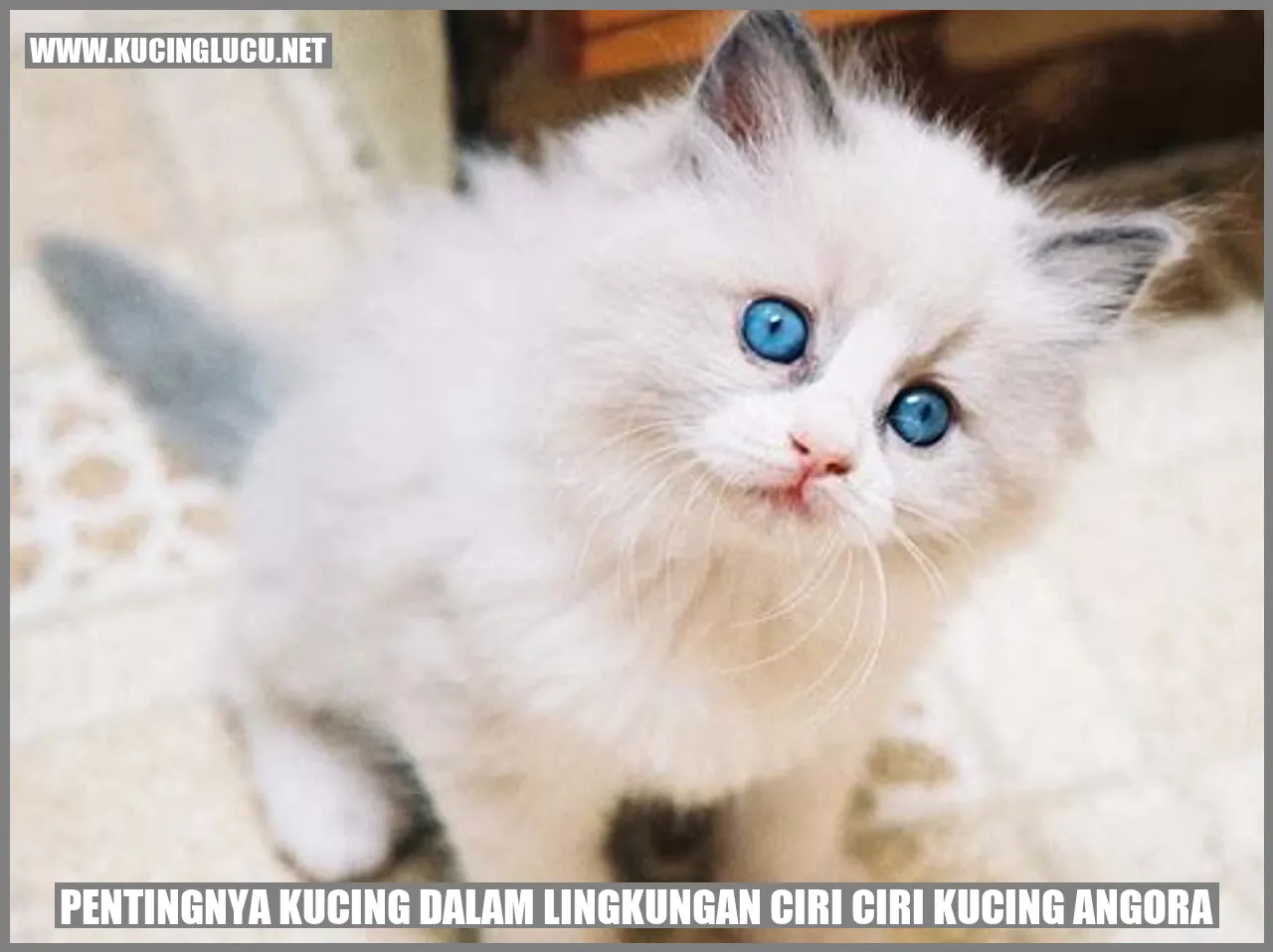 Kucing dalam Lingkungan