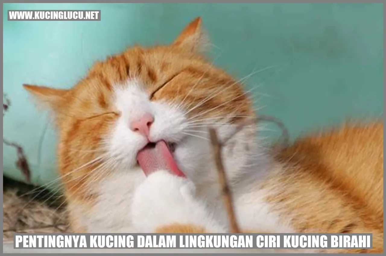 Gambar Kucing