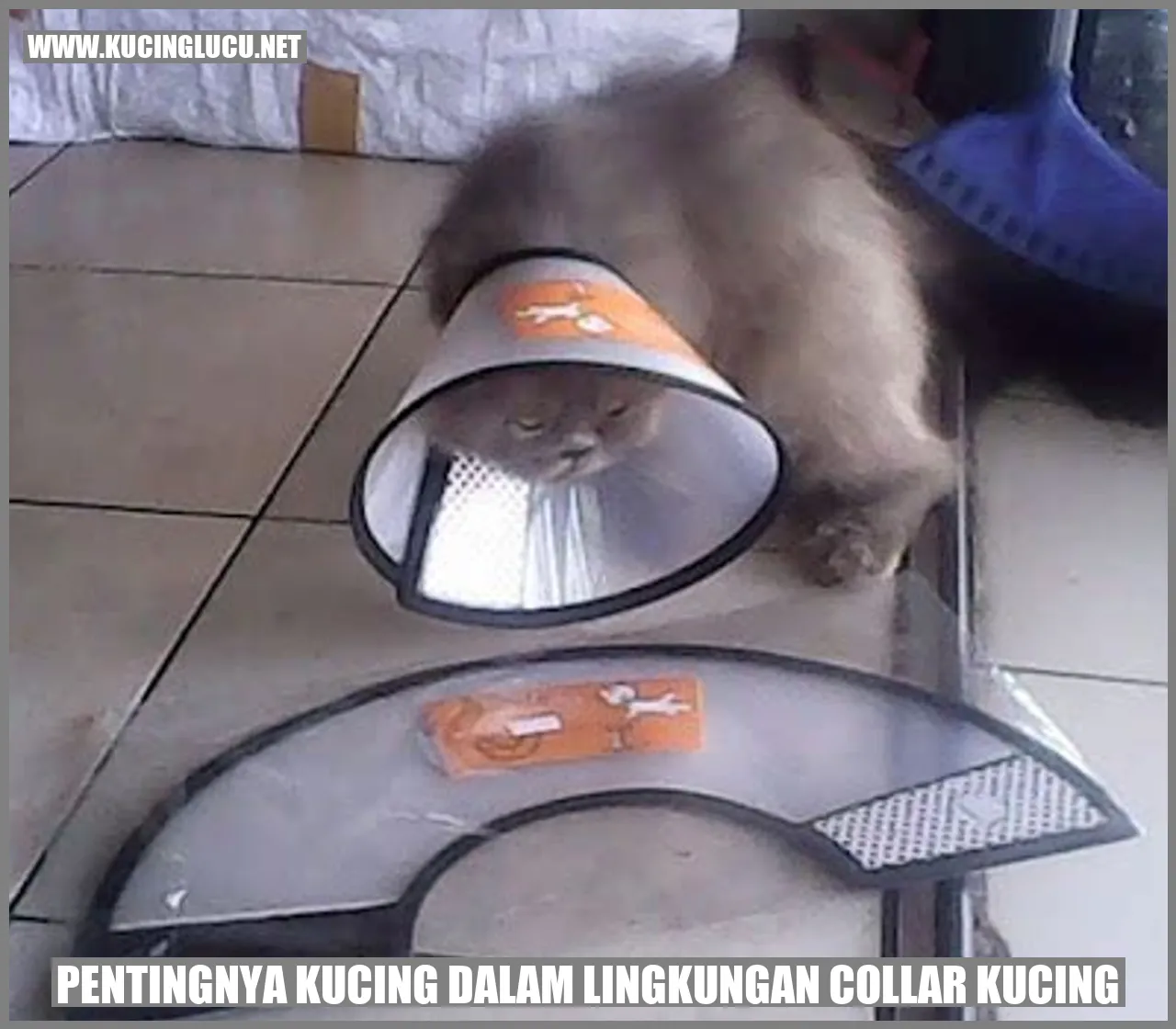 Kucing Menggunakan Collar