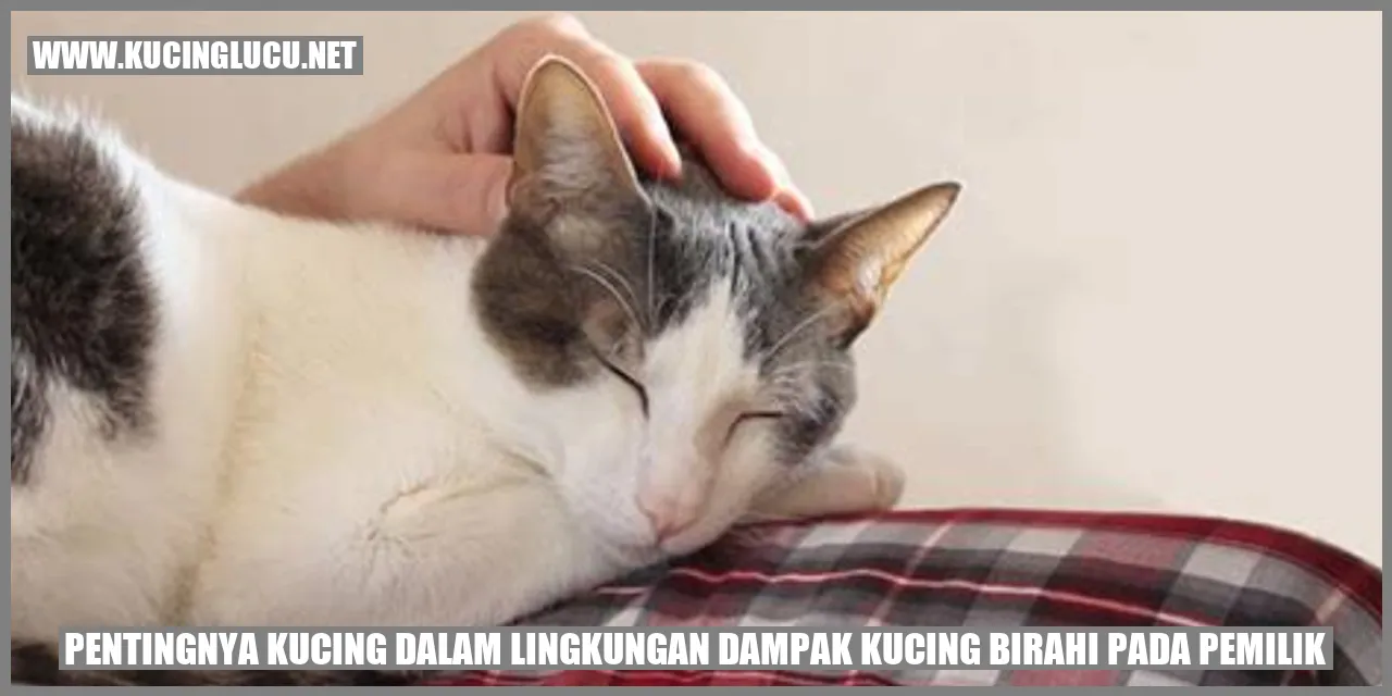 Gambar Kucing