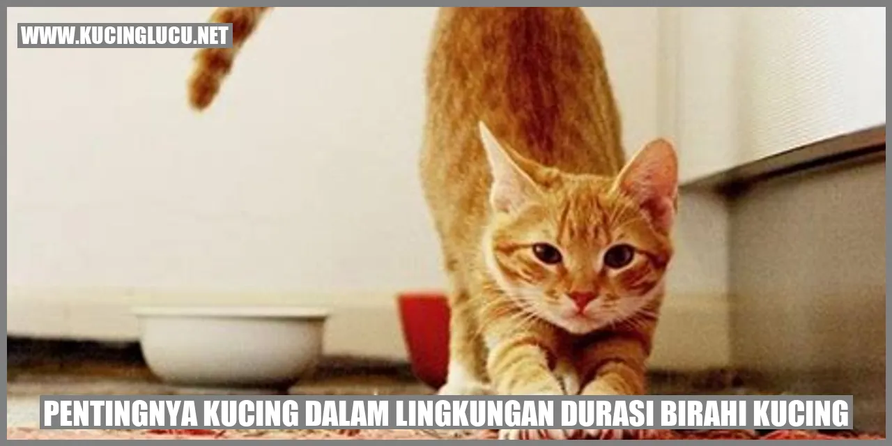Kucing menggemaskan