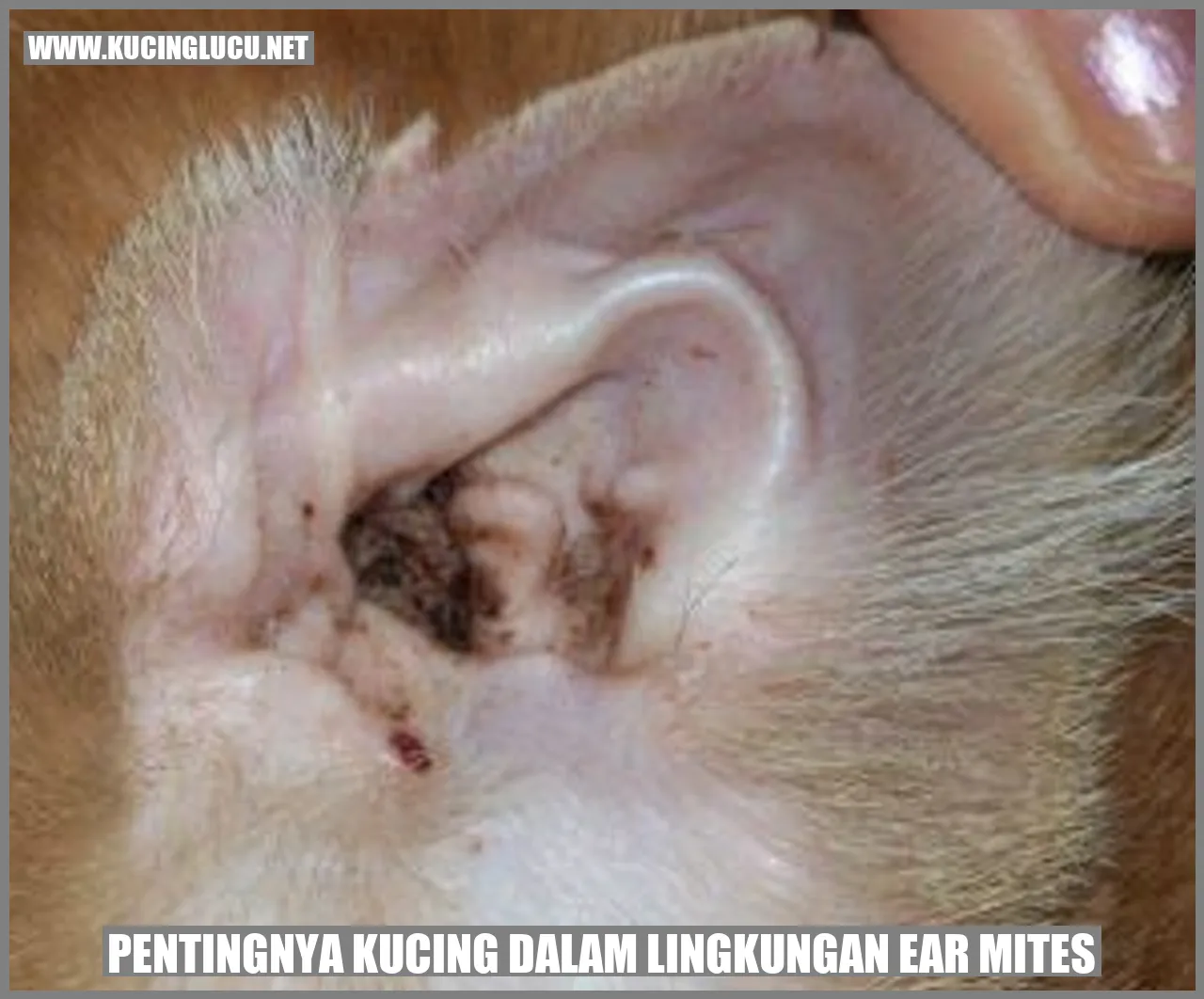 Gambar kucing