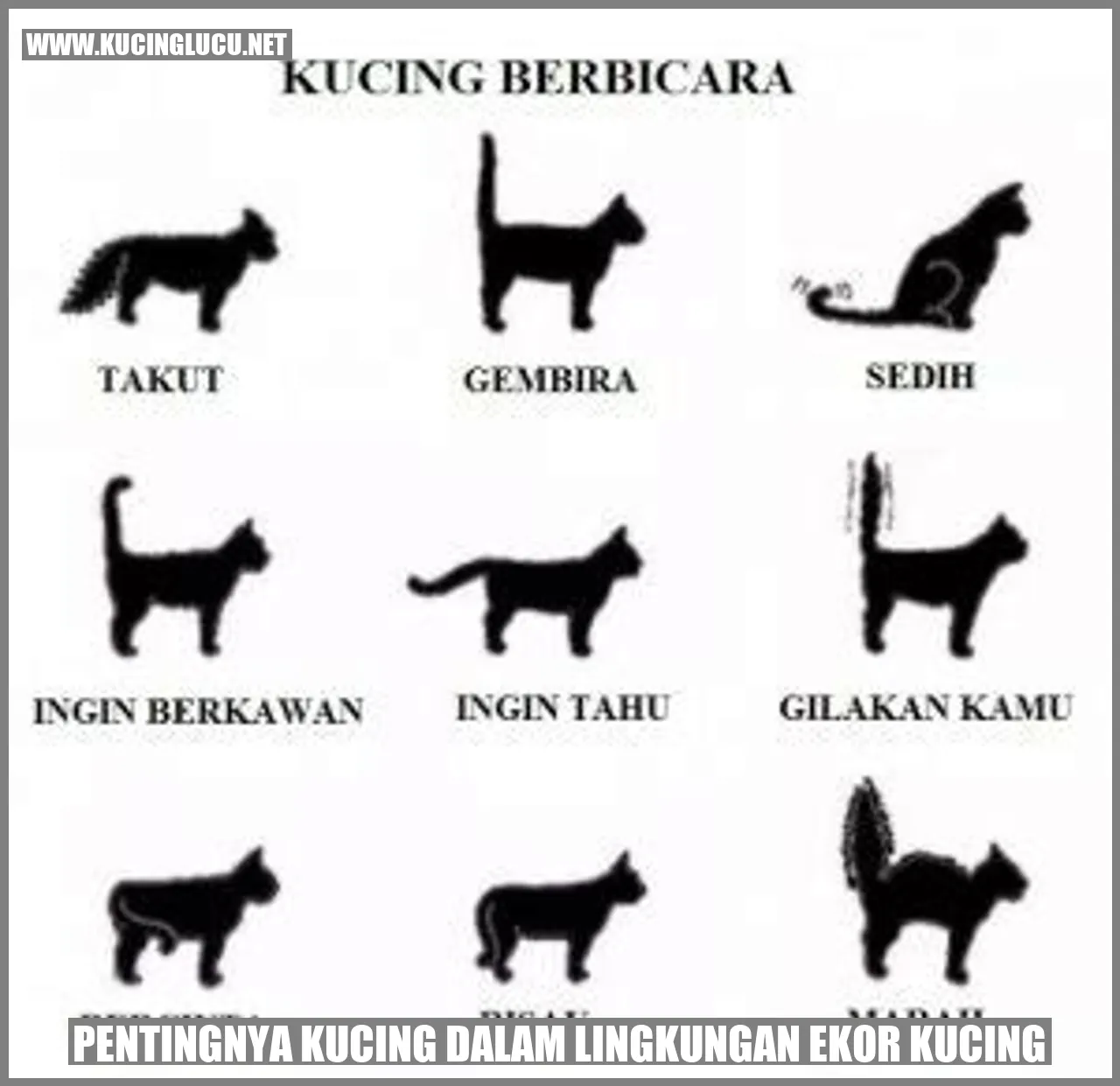 Kucing yang sehat dan bahagia di lingkungan yang baik