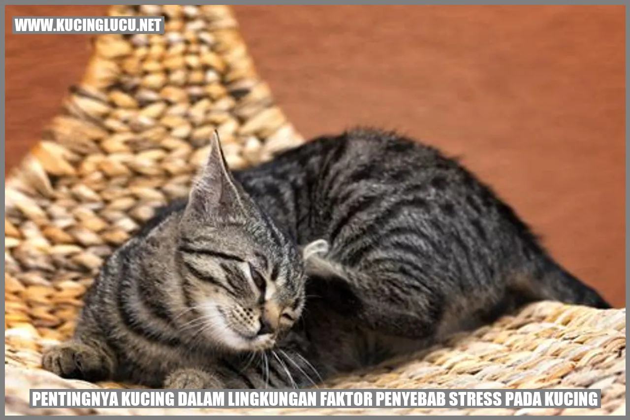 Kucing dalam Lingkungan