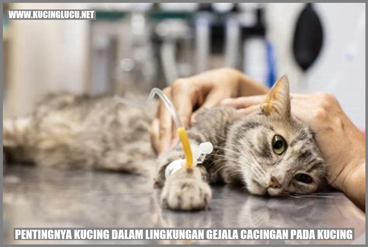 Gambar Kucing