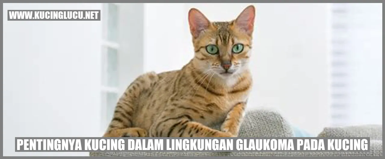 Pentingnya Kucing dalam Lingkungan glaukoma pada kucing