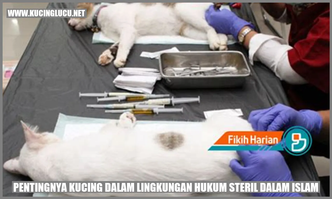 Gambar Kucing