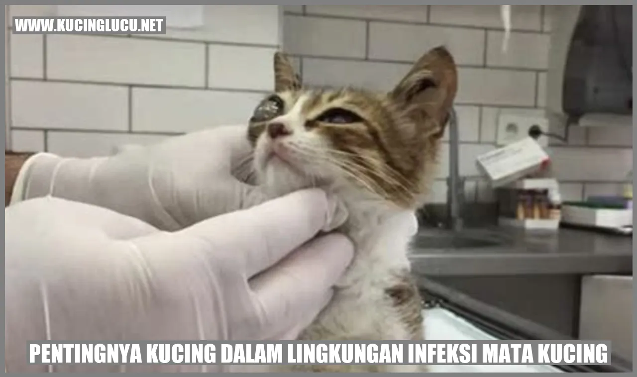 Kucing Bersih