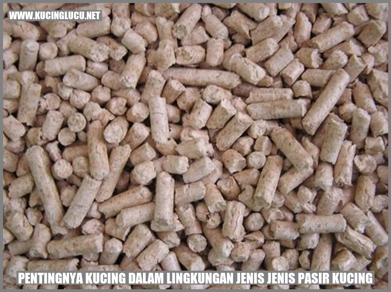 Foto kucing